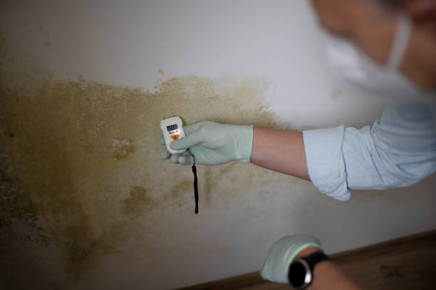 Best Mold Damage Repair  in Fearrington Village, NC