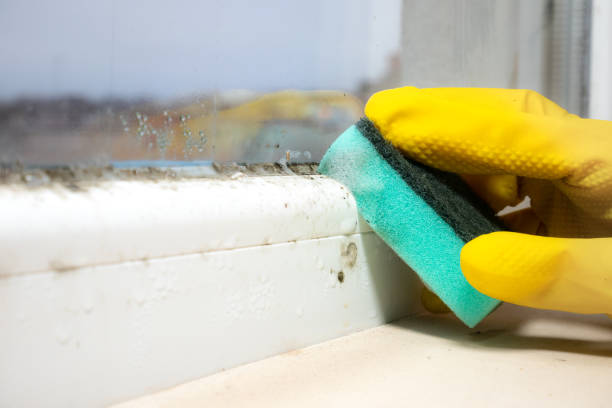 Best Commercial Mold Removal  in Fearrington Village, NC