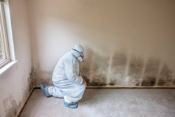 Mold Removal Process in Fearrington Village, NC